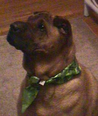 Miyagi: sternklang dog (13868 bytes)